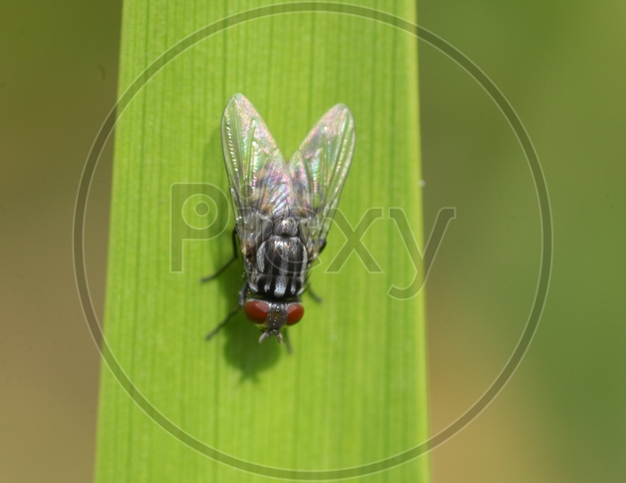 A housefly on the leaf