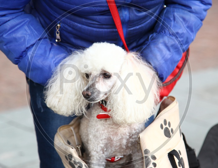 A Poodle dog in a bag