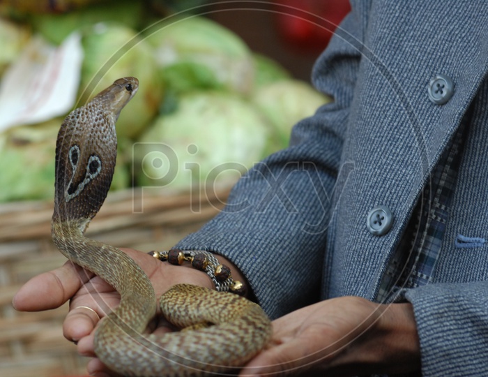 A man holding the Indian Cobra in his hands