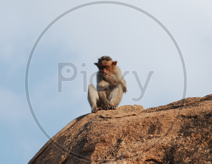 Macaque Or Monkey Sitting on a Rock Hill
