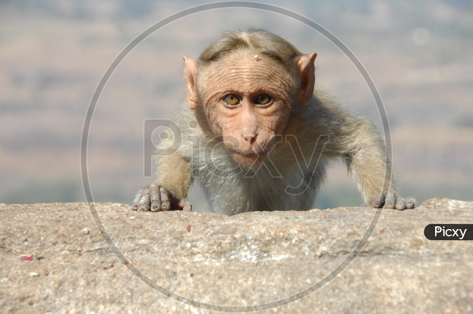 An Young Macaque Or Monkey on a Wall