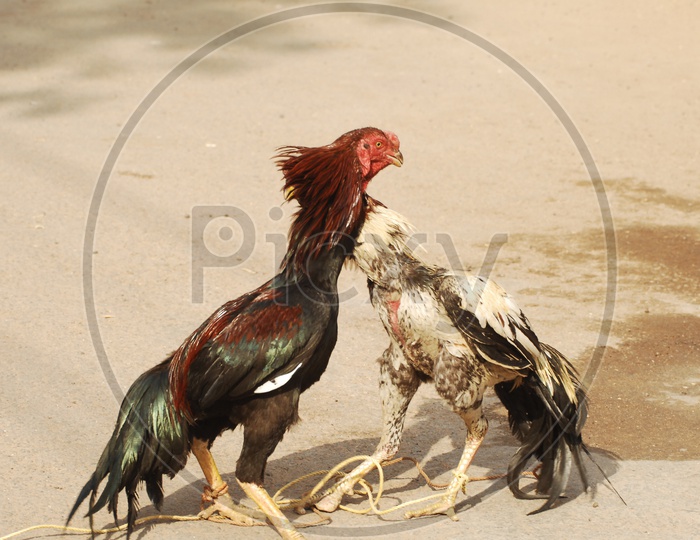Cock Fight in Indian rural Village Streets