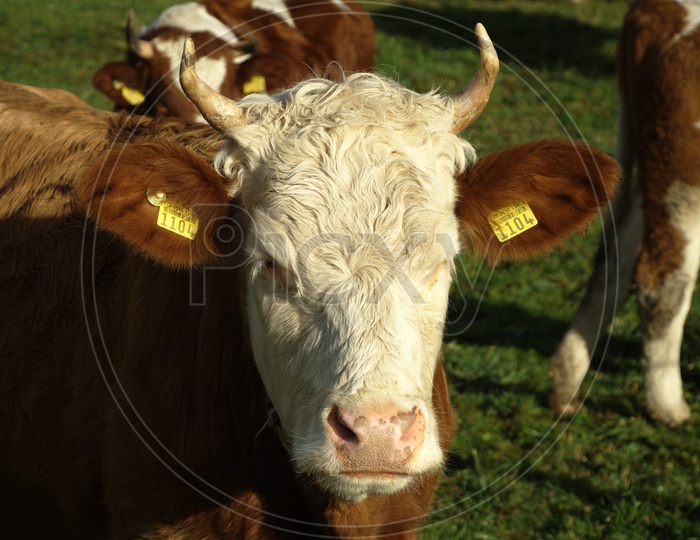 A white and brown coloured bull with tag on the ears