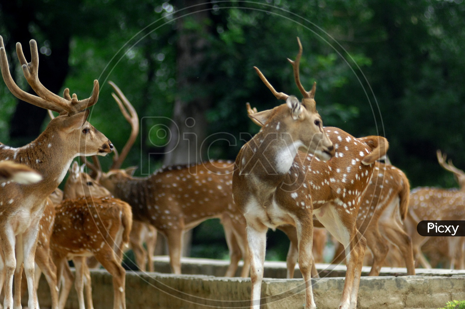 A herd of white tailed deer