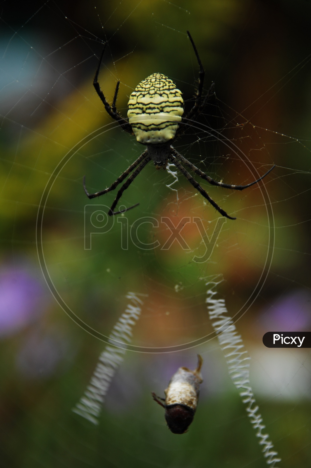 A Spider catching its prey in a web