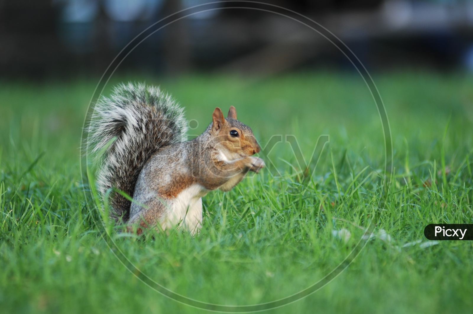 A Squirrel on the grass eating nut