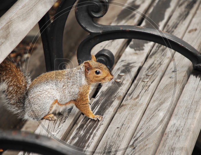 A Squirrel on the bench