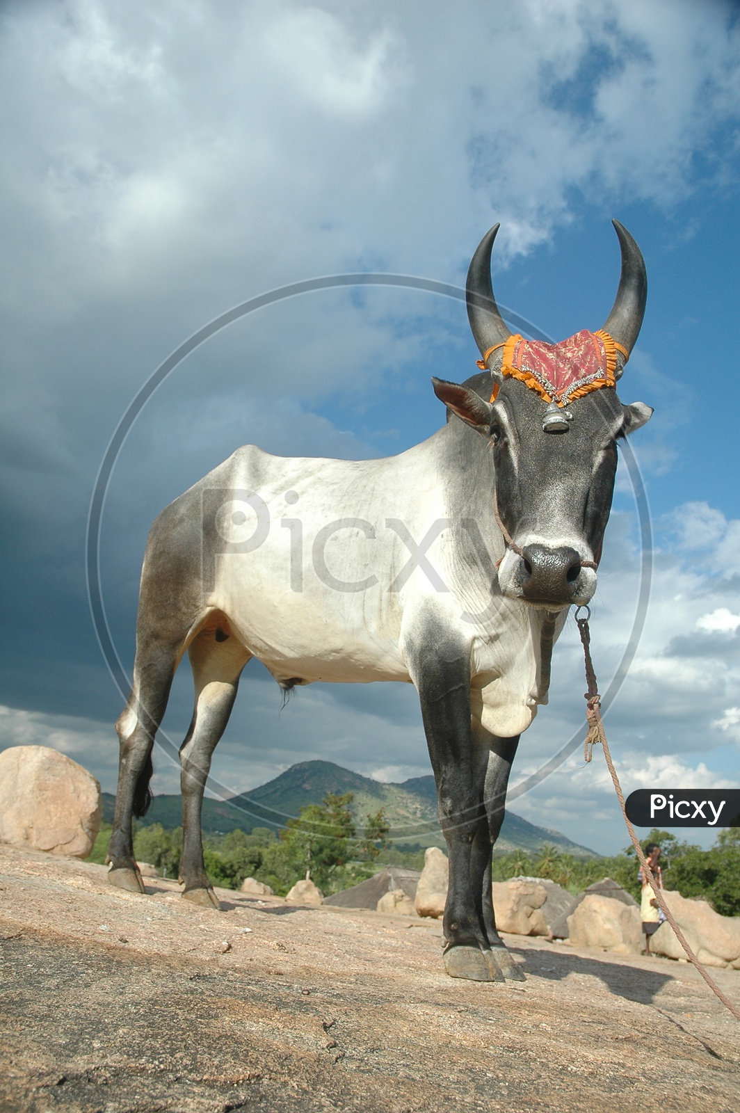 Close shot of a wild black ox