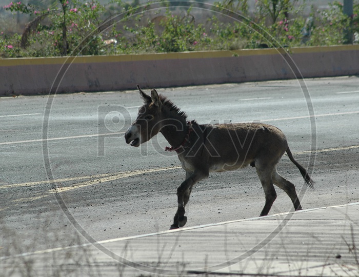 A Donkey running