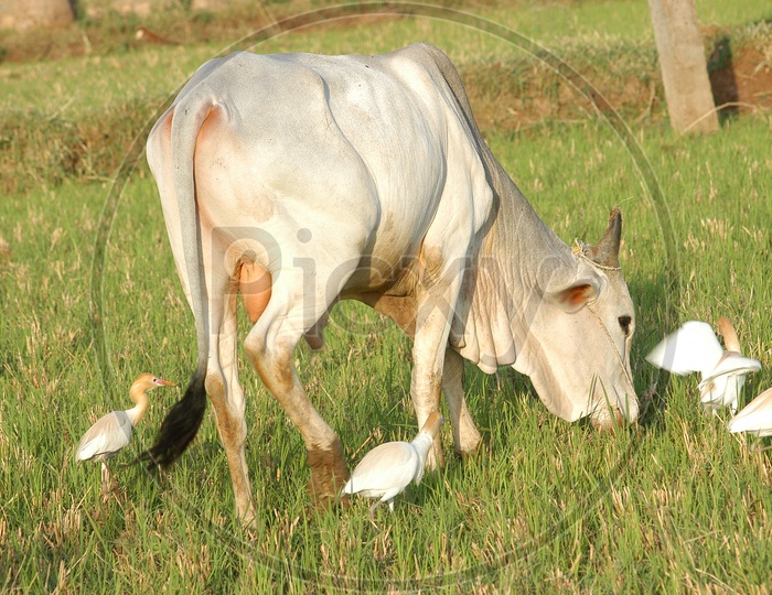 An ox grazing in the farm and birds beside