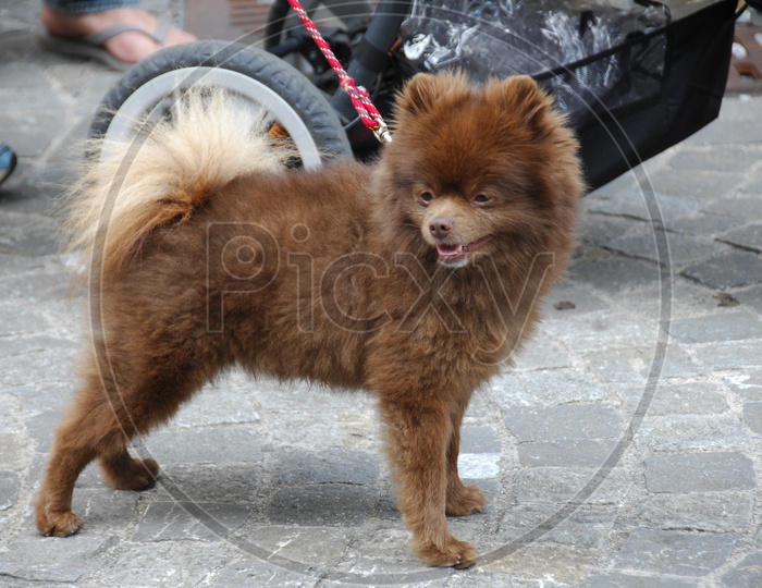 A German Spitz Klein dog with its neck tied to a rope