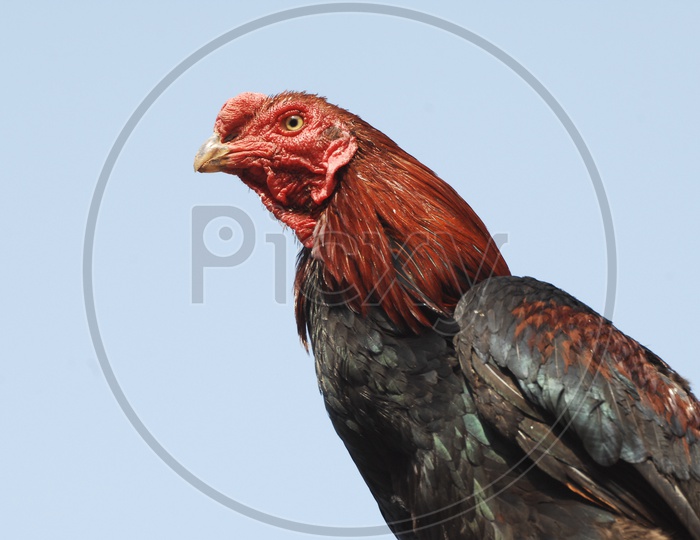 Indian Red  Cock Or Hen
