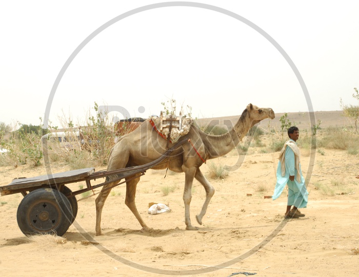 camel with a cart moving in a desert