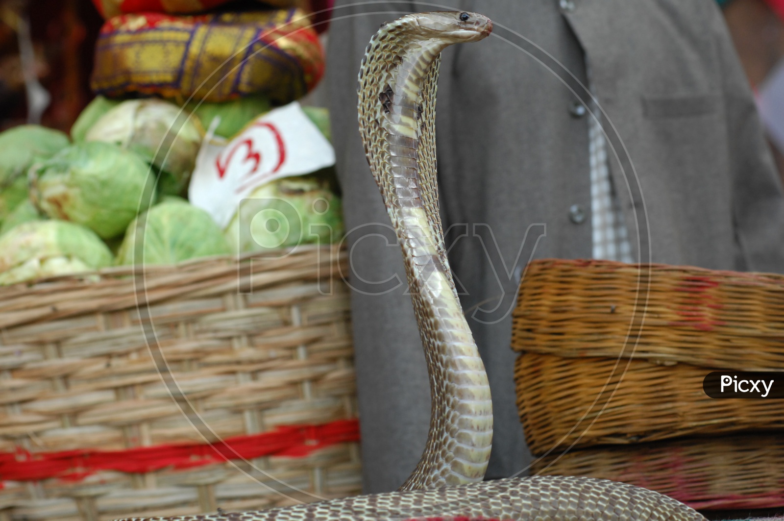 An Indian Cobra with its hood opened alongside the vegetables
