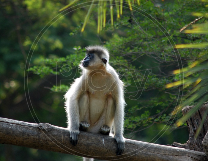 A Gibbon sitting on the wooden log