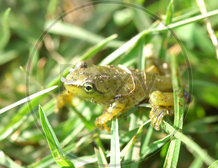 A frog on the grass