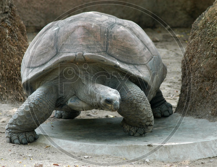 A Galápagos Tortoise