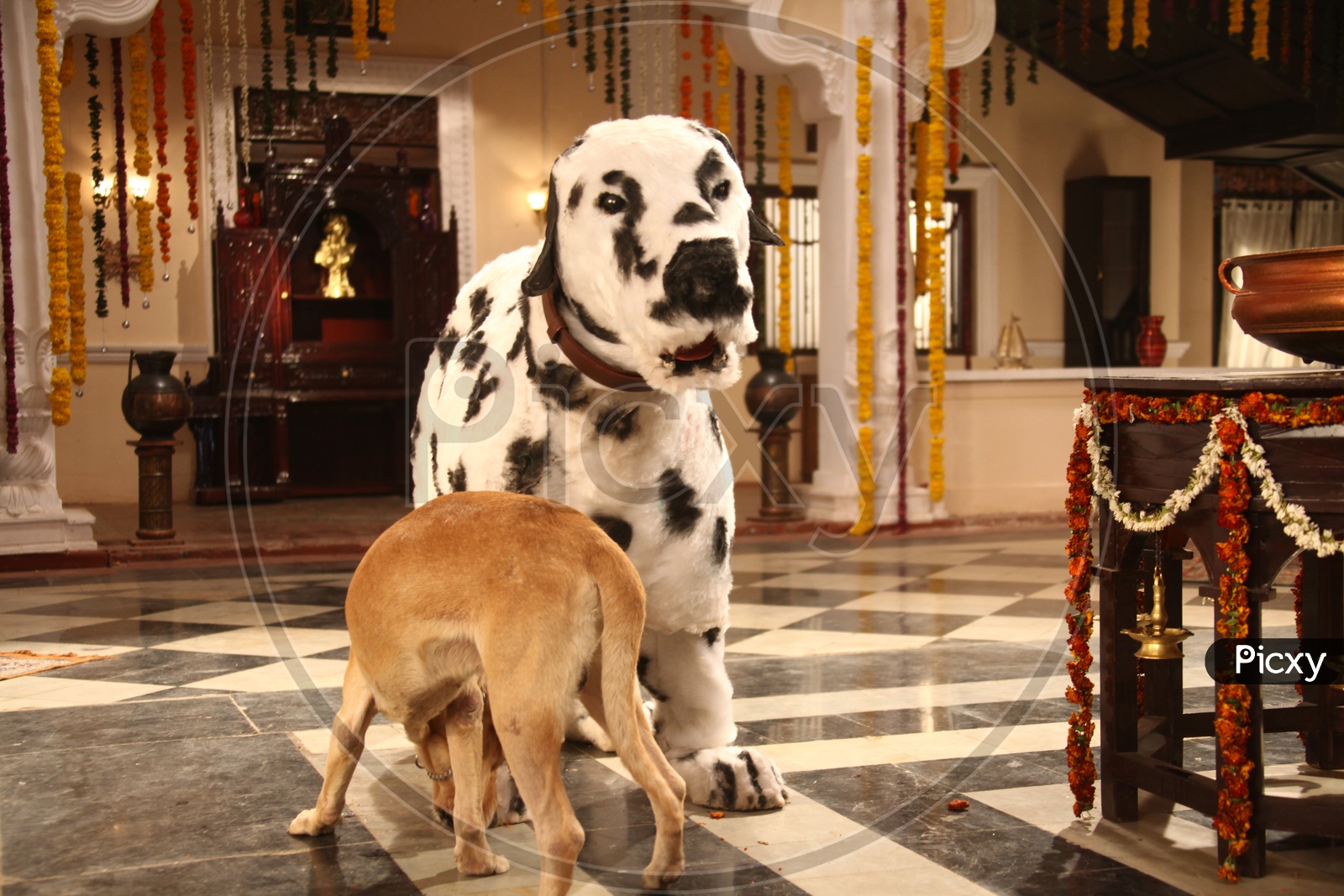 man dressed as dalmatian