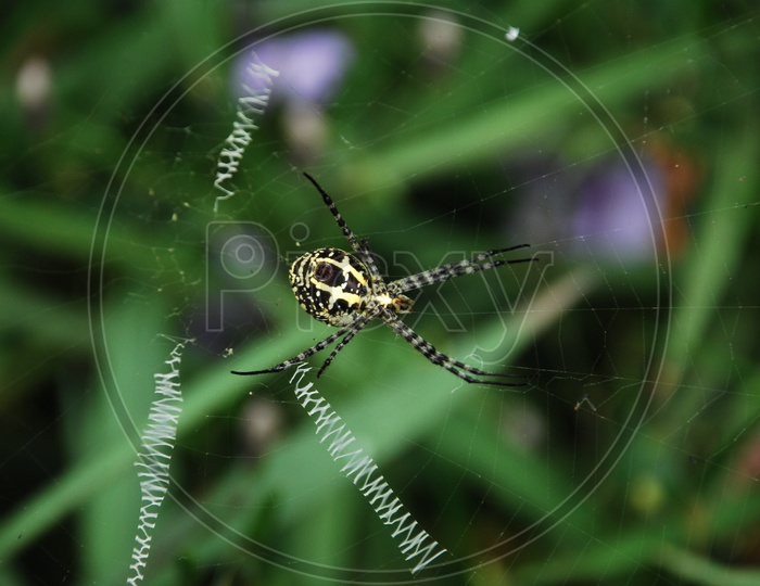 A Spider weaving  a web
