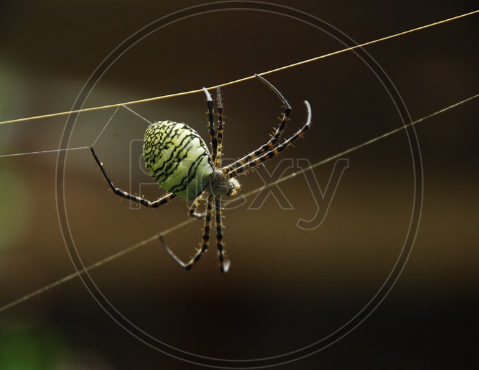 A Spider hanging by the web