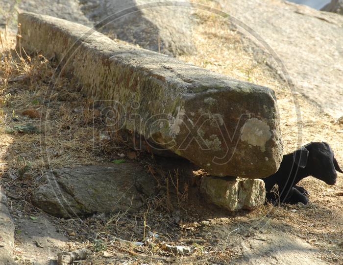 A Goat sitting alongside a massive rock