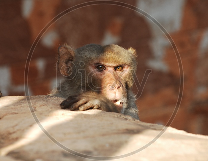 A Macaque peeping through the wall