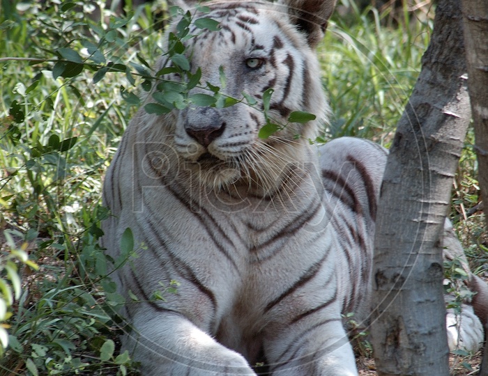 A White Tiger resting alongside a tree