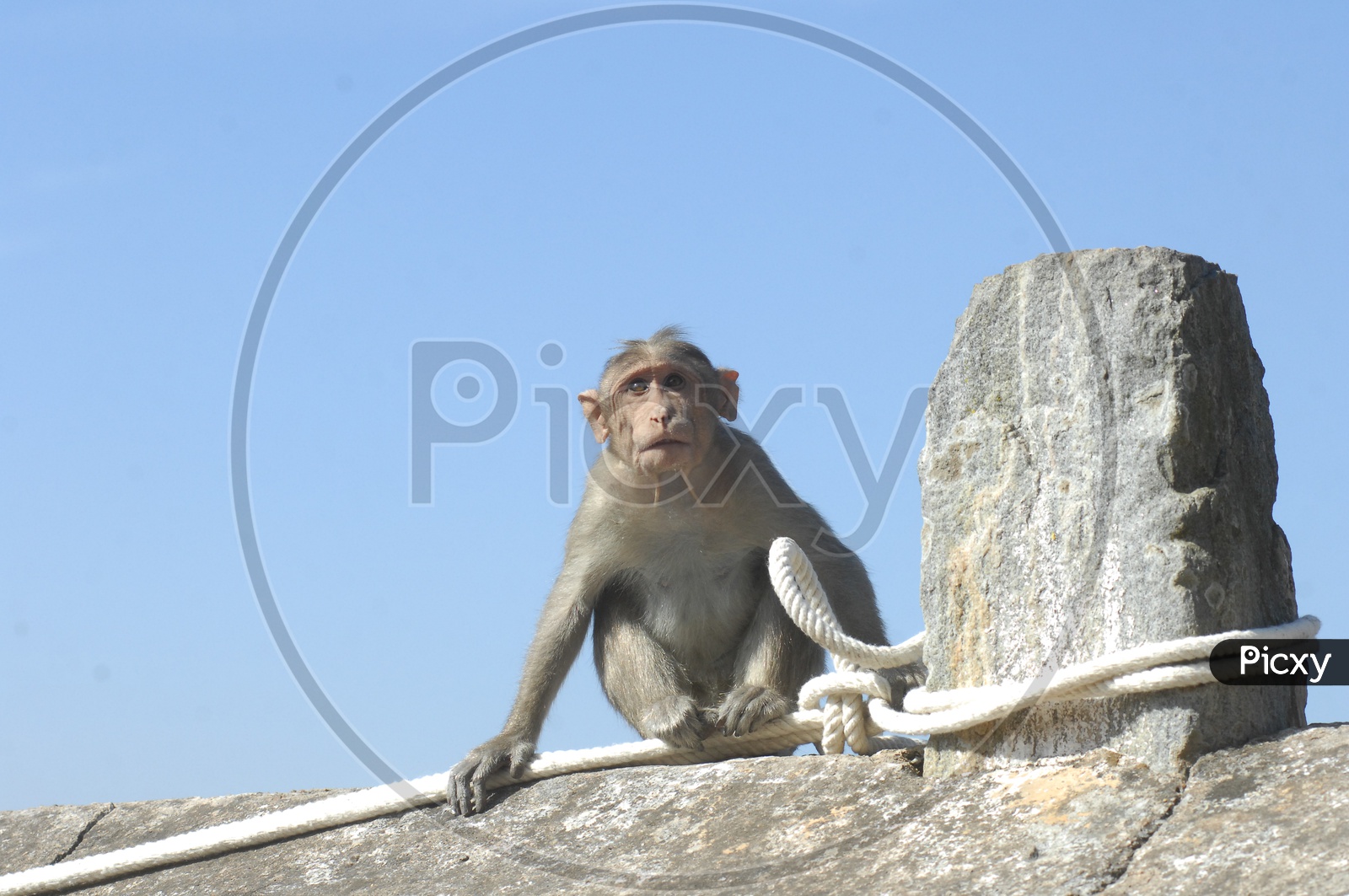 Macaque Or Monkey Sitting on a wall