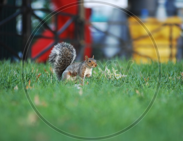 A Squirrel on the grass