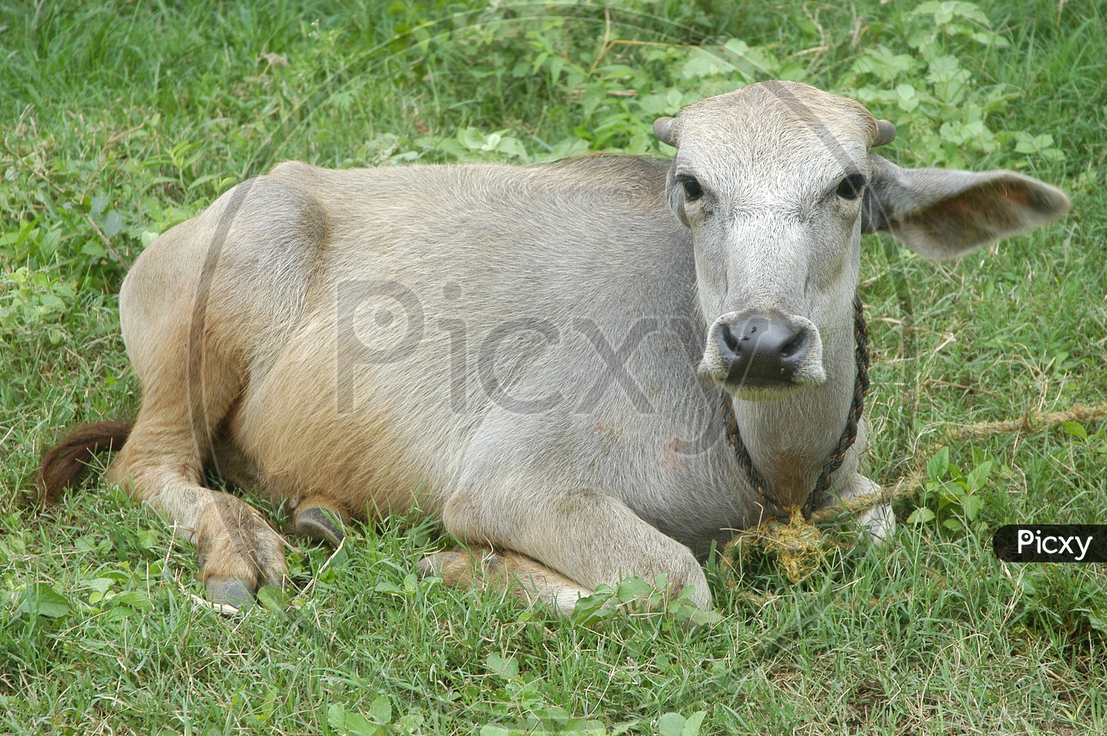 a cow rested in the grass