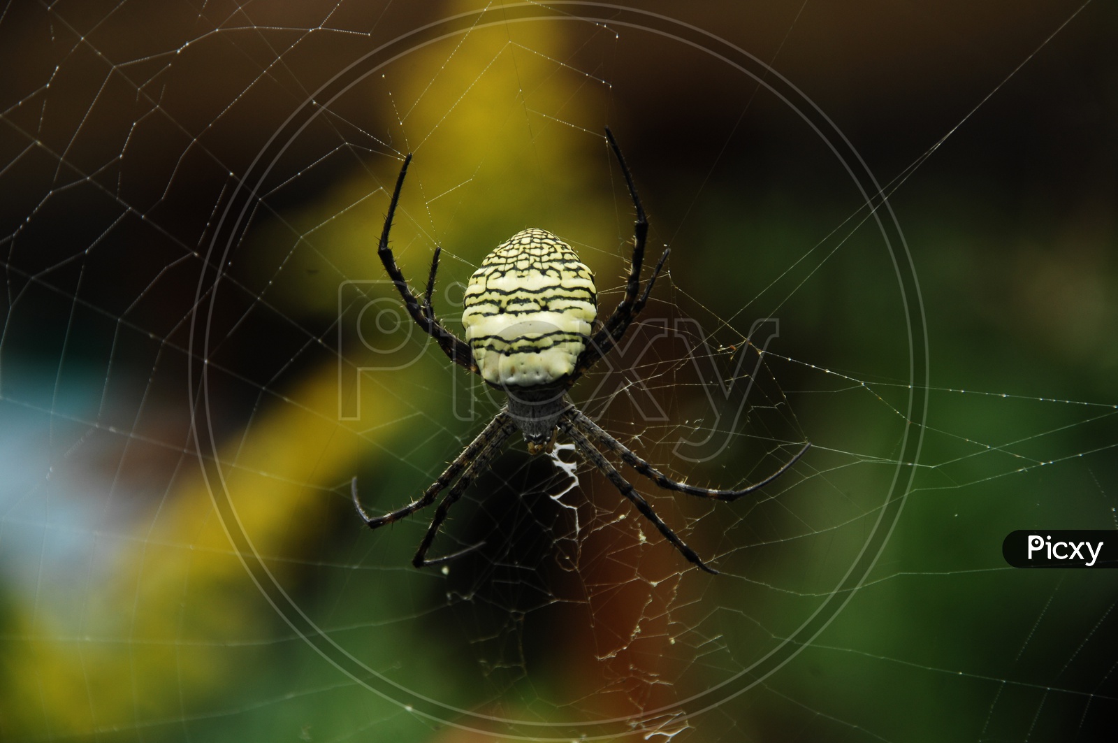 A Spider weaving a web