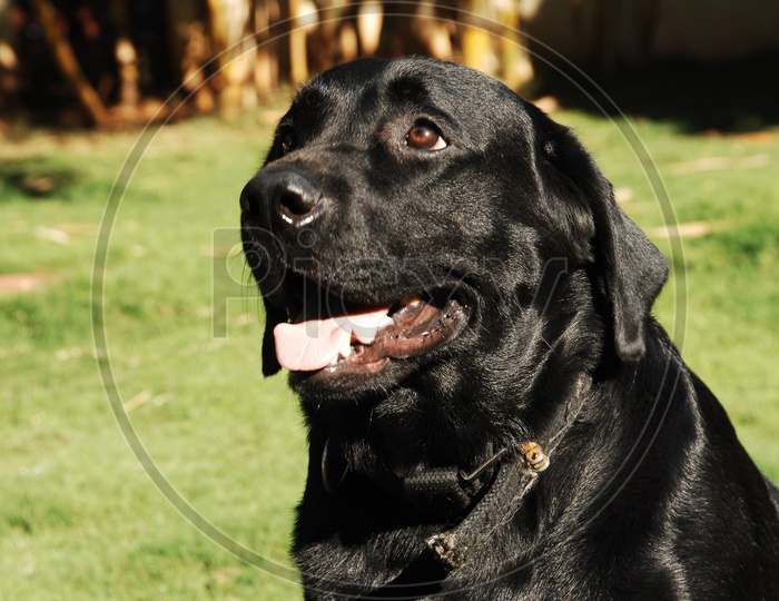 A black Labrador