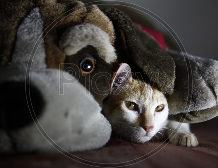 cat resting on a couch with a  dog doll beside