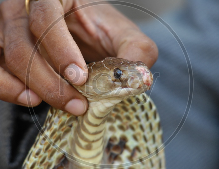 A man holding the Indian Cobra's head