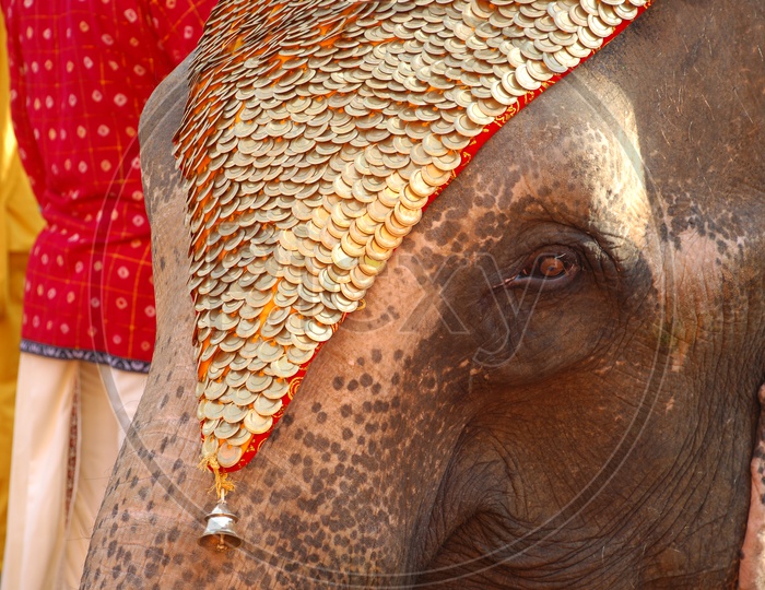 A Decorated Elephant's Eye