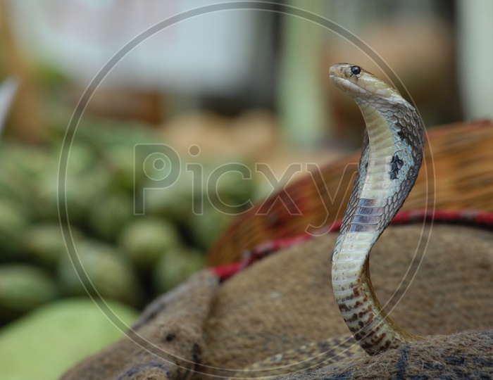 Indian Cobra with its hood opened