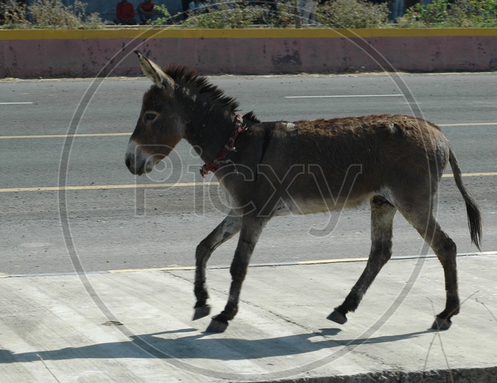 A Donkey alongside a road