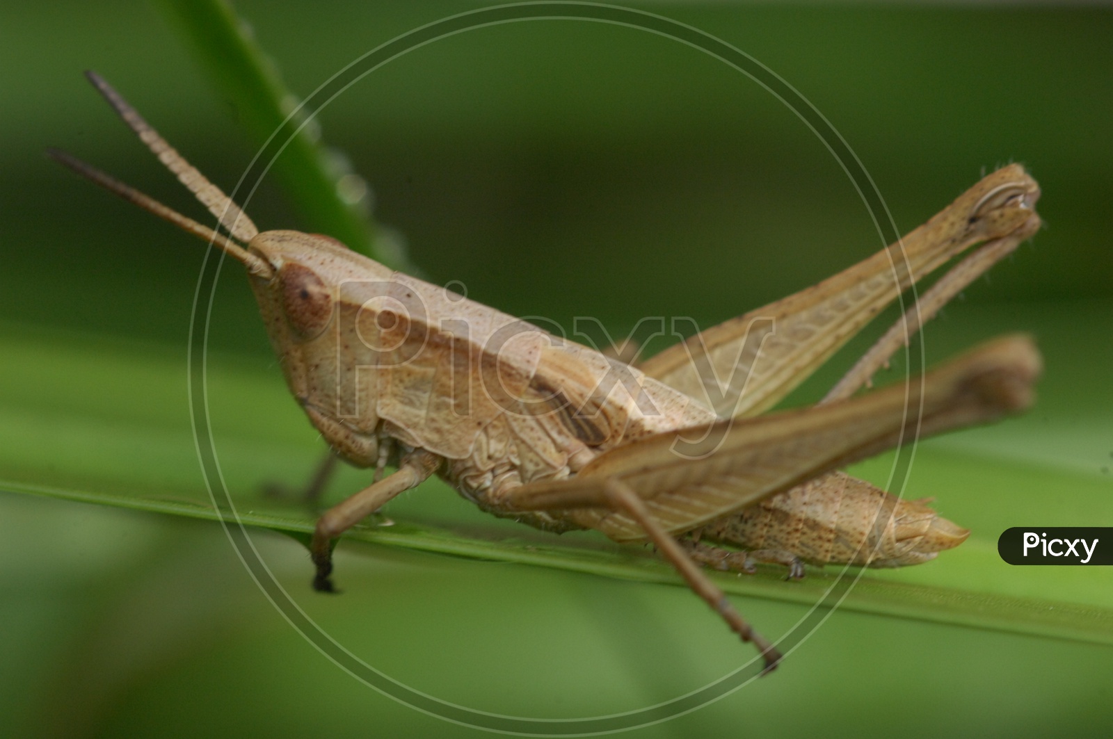 Indian House Cricket on a Leaf