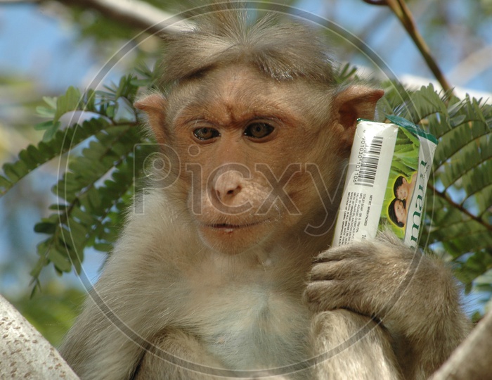 An Indian Young Monkey Or Macaque Sitting On a Tree holding hamam soap