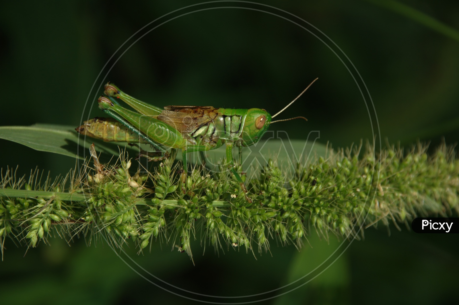 Common green Grasshopper  on garden Plants