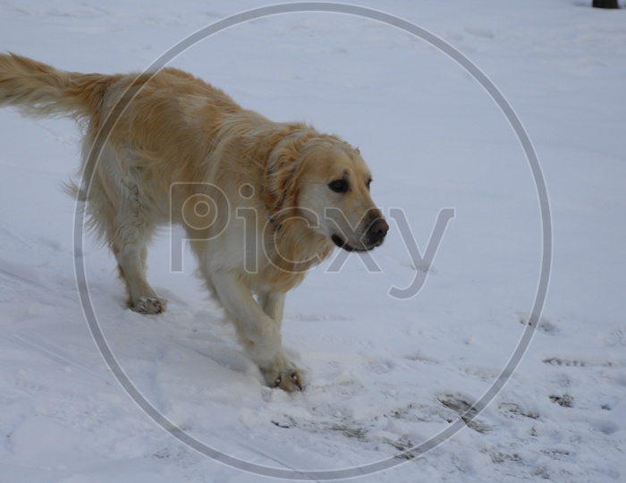 A Labrador dog walking on the snow