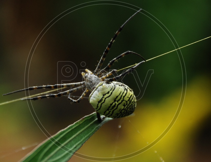 A Spider on the plant leaf