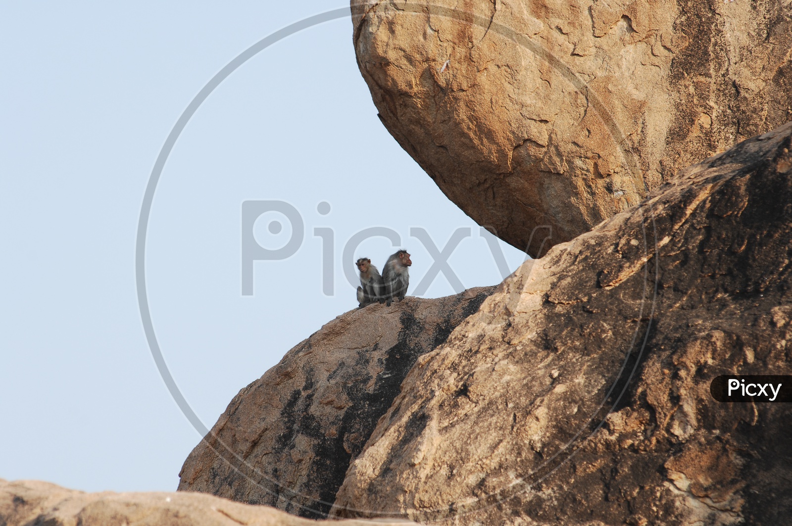 Macaques Or Monkeys Sitting on Rocks