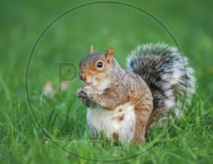 A Squirrel on the grass holding a nut