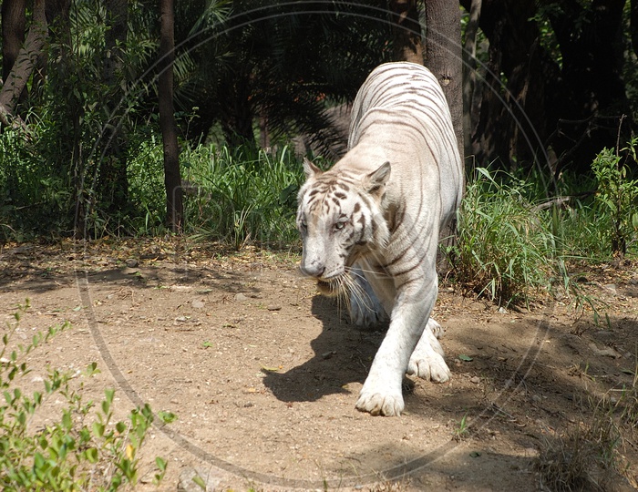 A White Tiger walking