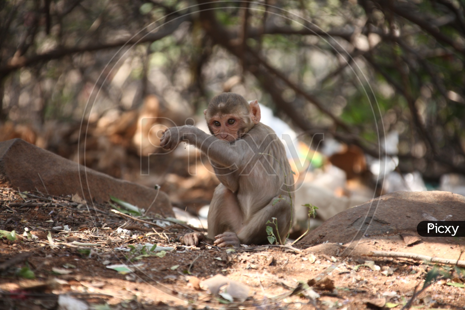 An Young Macaque Or Monkey