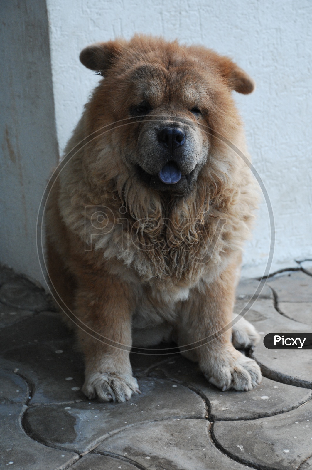 A Chow Chow dog