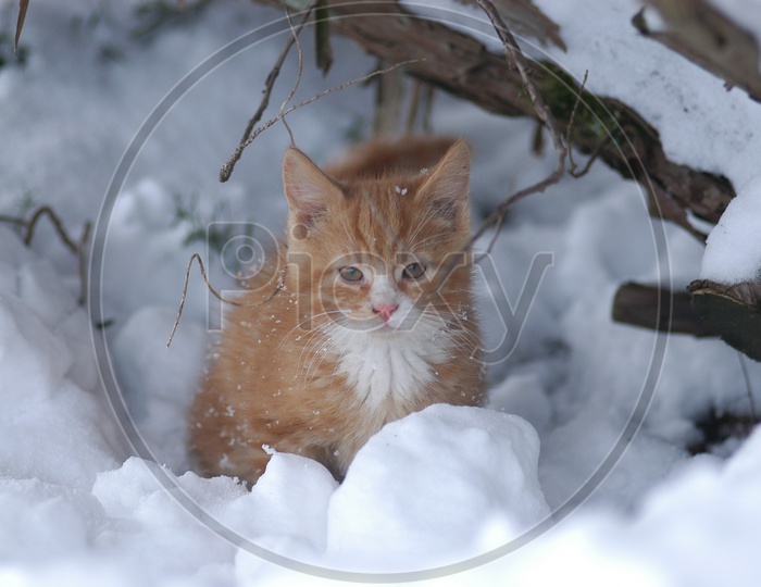 A hossico cat in the snow