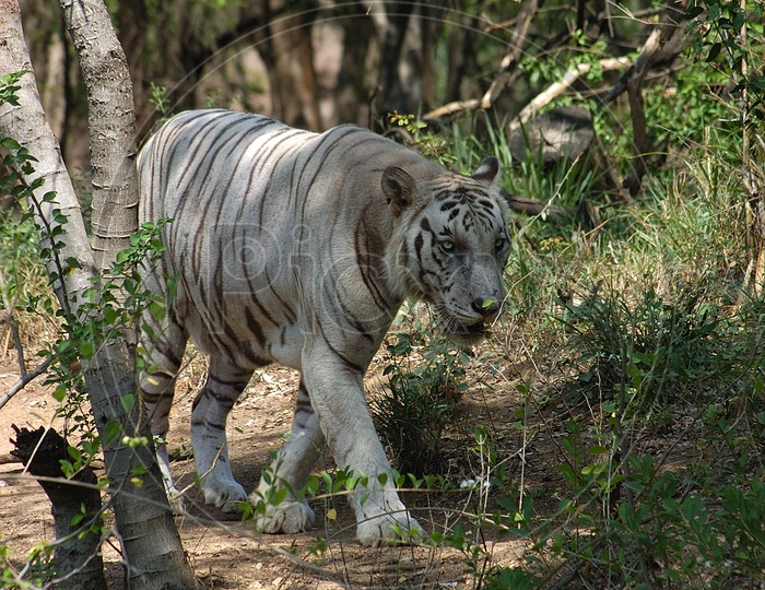 A White Tiger walking