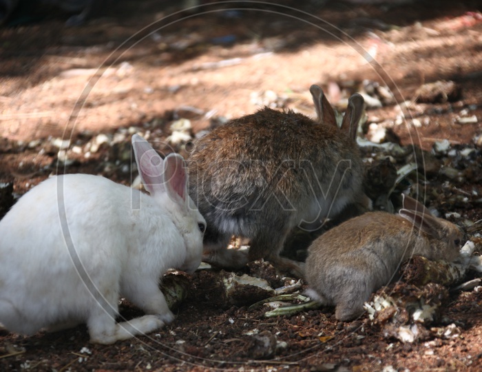 Domestic Rabbits on the ground
